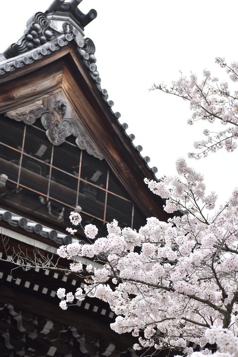 春の京都の名所観光_南禅寺_方丈と桜