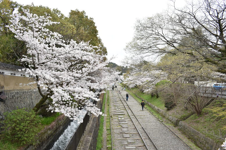 春の京都の名所観光_蹴上インクライン_桜の見どころ