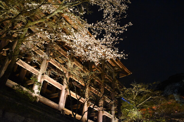 春の京都の名所観光_清水寺とライトアップ夜桜