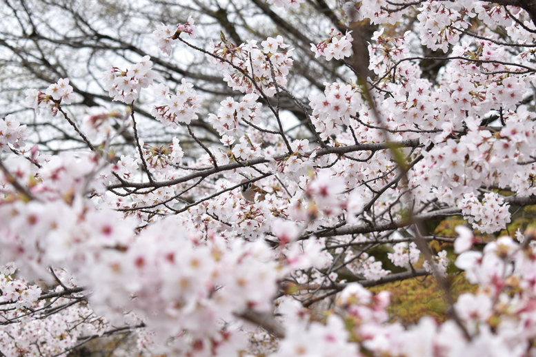 春の京都の名所観光_蹴上インクライン_桜の見どころ