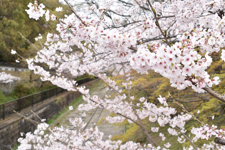 春の京都の名所観光_蹴上インクライン_桜の見どころ