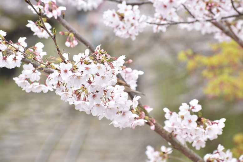春の京都の名所観光_蹴上インクライン_桜の見どころ