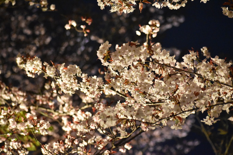 春の京都の名所観光_清水寺とライトアップ夜桜