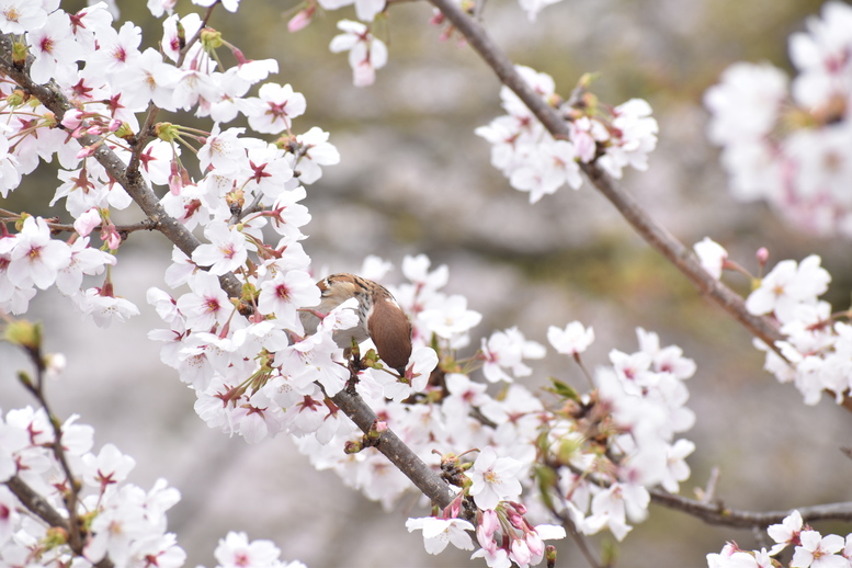 春の京都の名所観光_蹴上インクライン_桜の見どころ_すずめも季節を謳歌