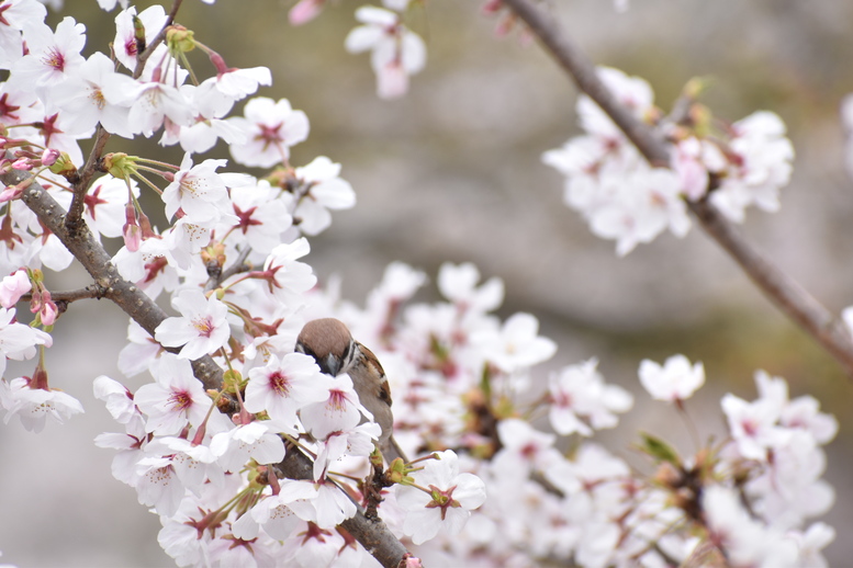 春の京都の名所観光_蹴上インクライン_桜の見どころ_すずめも季節を謳歌