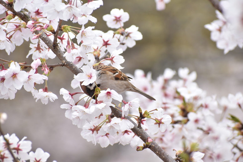 春の京都の名所観光_蹴上インクライン_桜の見どころ_すずめも季節を謳歌