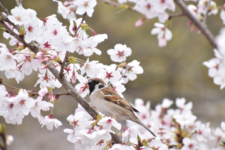 春の京都の名所観光_蹴上インクライン_桜の見どころ_すずめも季節を謳歌