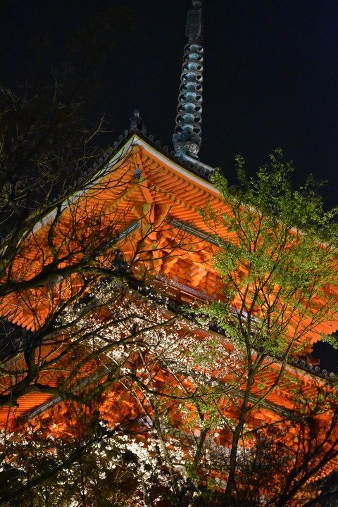 春の京都の名所観光_清水寺とライトアップ夜桜