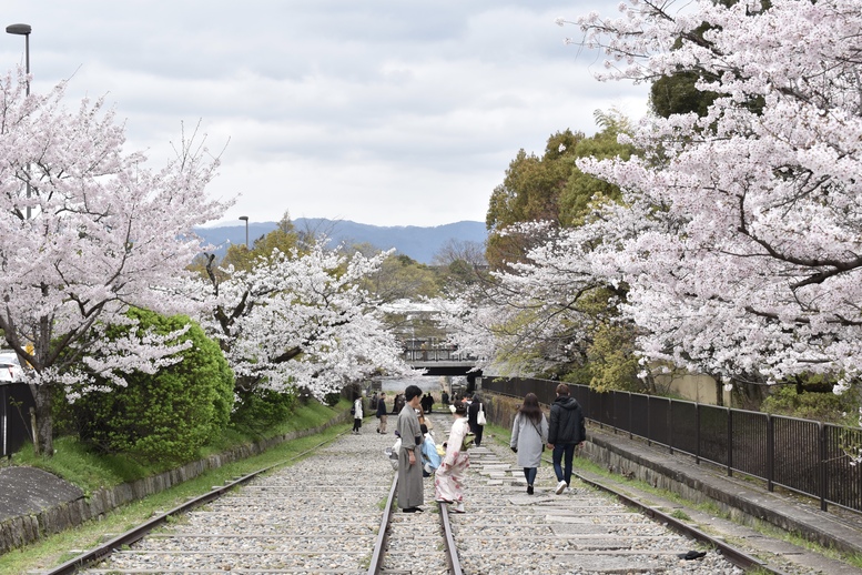 春の京都の名所観光_蹴上インクライン_桜の見どころ_着物のフォトスポット