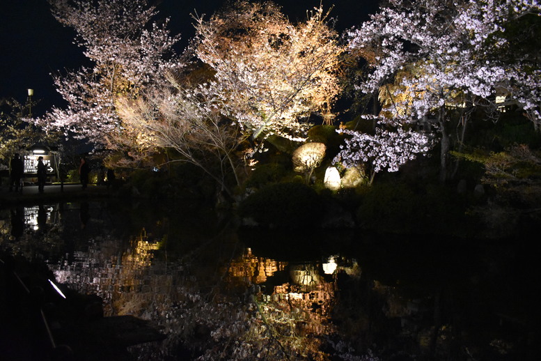 春の京都の名所観光_清水寺とライトアップ夜桜_放生池