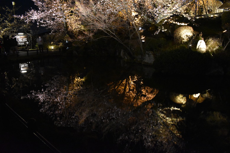 春の京都の名所観光_清水寺とライトアップ夜桜_放生池