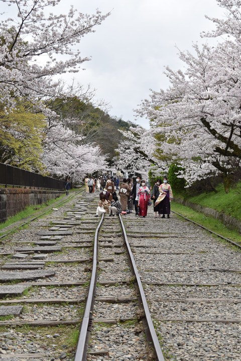 春の京都の名所観光_蹴上インクライン_桜の見どころ_着物のフォトスポット