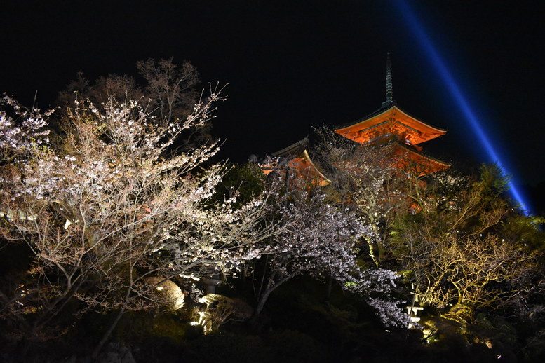 春の京都の名所観光_清水寺とライトアップ夜桜_放生池と三重塔