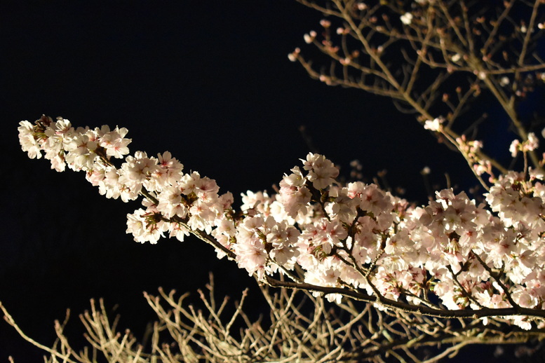 春の京都の名所観光_清水寺とライトアップ夜桜