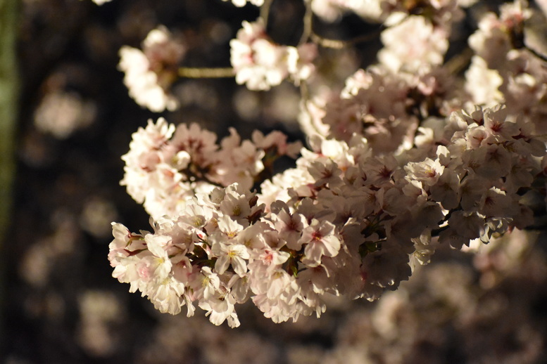 春の京都の名所観光_清水寺とライトアップ夜桜