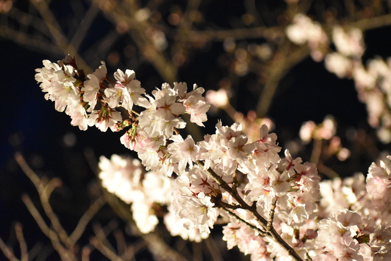 春の京都の名所観光_清水寺とライトアップ夜桜