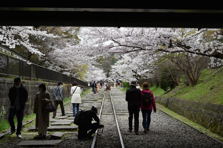 春の京都の名所観光_蹴上インクライン_桜の見どころ_着物のフォトスポット