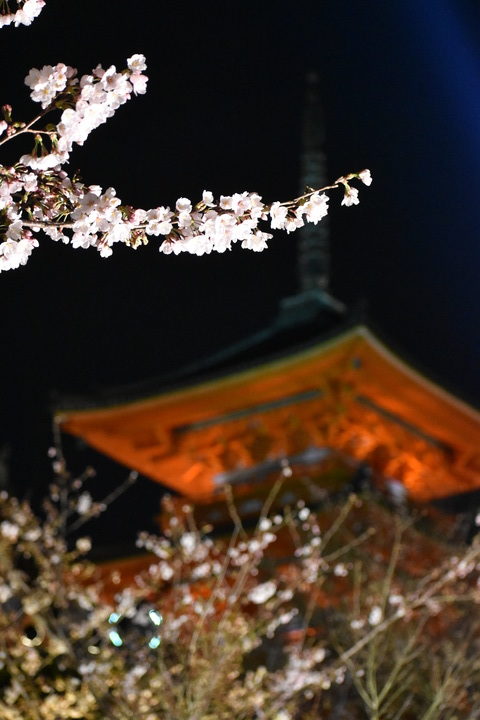 春の京都の名所観光_清水寺とライトアップ夜桜と三重塔