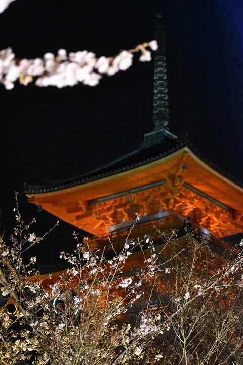 春の京都の名所観光_清水寺とライトアップ夜桜と三重塔