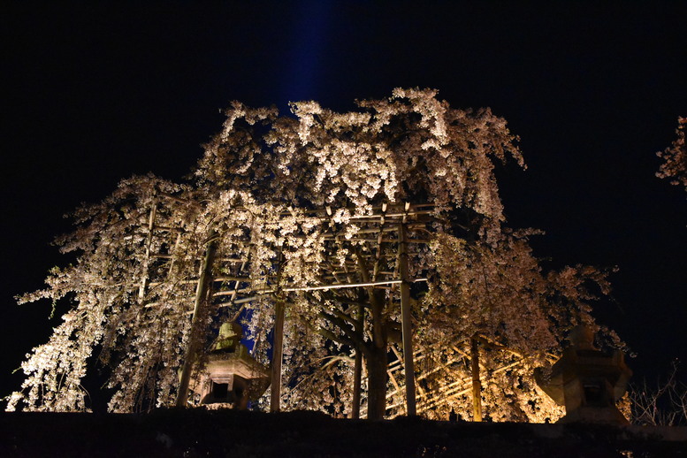 春の京都の名所観光_清水寺とライトアップ夜桜