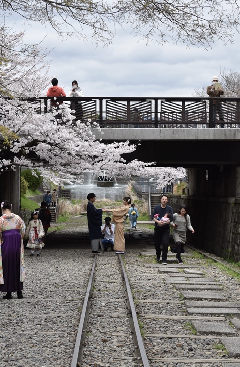 春の京都の名所観光_蹴上インクライン_桜の見どころ_着物のフォトスポット