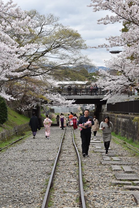 春の京都の名所観光_蹴上インクライン_桜の見どころ_着物のフォトスポット