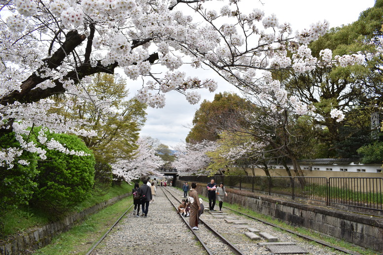 春の京都の名所観光_蹴上インクライン_桜の見どころ_着物のフォトスポット