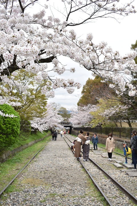 春の京都の名所観光_蹴上インクライン_桜の見どころ_着物のフォトスポット