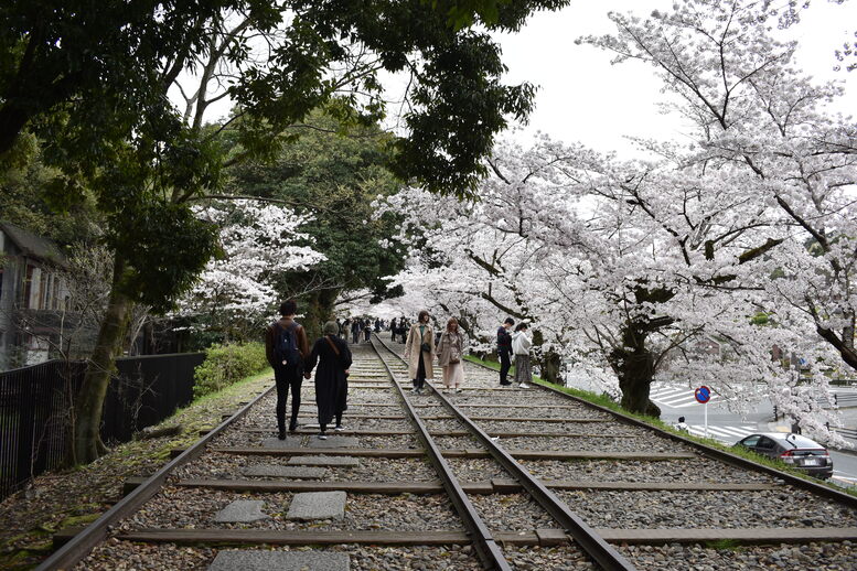 春の京都の名所観光_蹴上インクライン_桜の見どころ_着物のフォトスポット