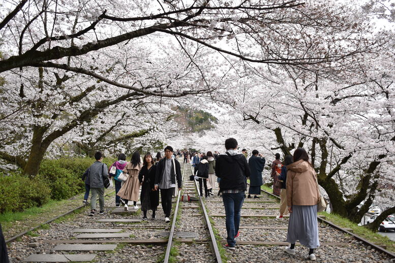 春の京都の名所観光_蹴上インクライン_桜の見どころ_着物のフォトスポット