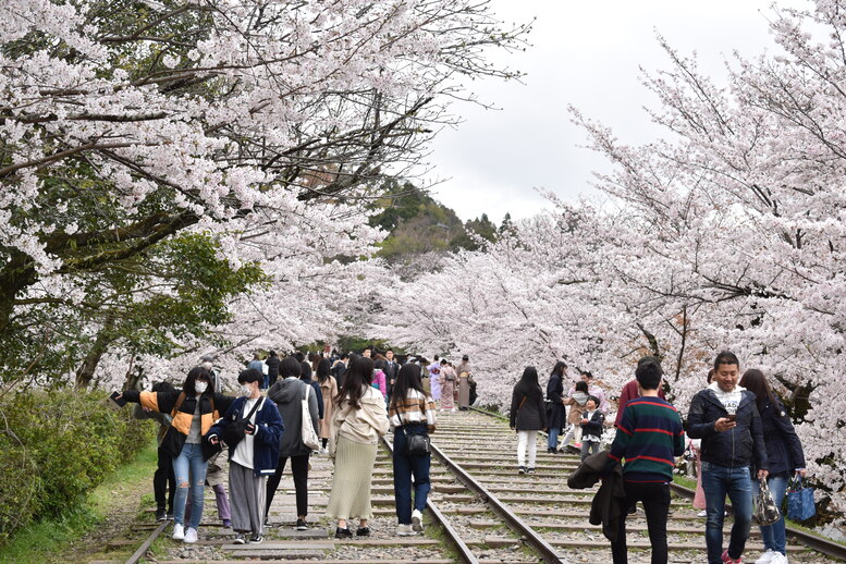 春の京都の名所観光_蹴上インクライン_桜の見どころ_着物のフォトスポット