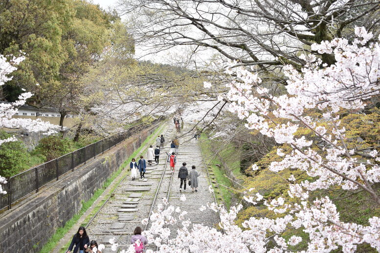 春の京都の名所観光_蹴上インクライン_桜の見どころ_着物のフォトスポット