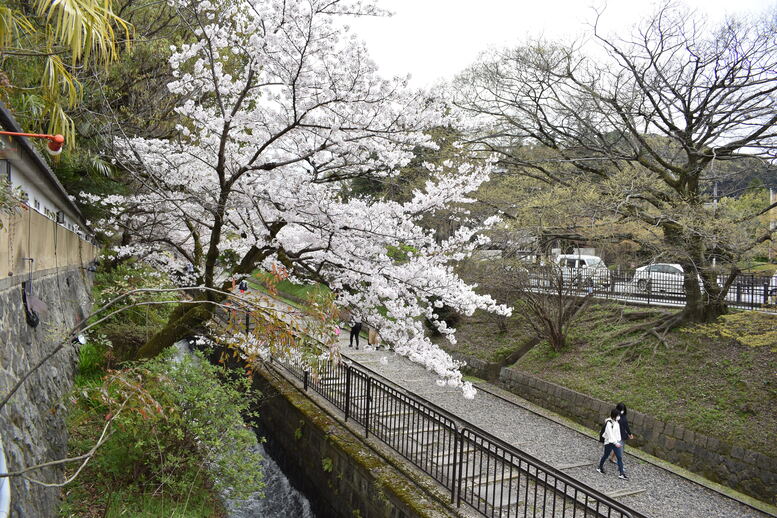 春の京都の名所観光_蹴上インクライン_桜の見どころ_着物のフォトスポット