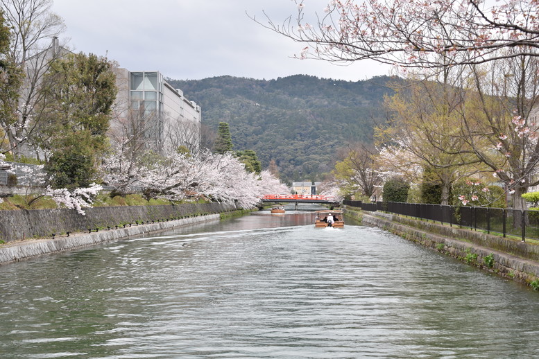 春の京都の名所観光_岡崎疏水と桜並木