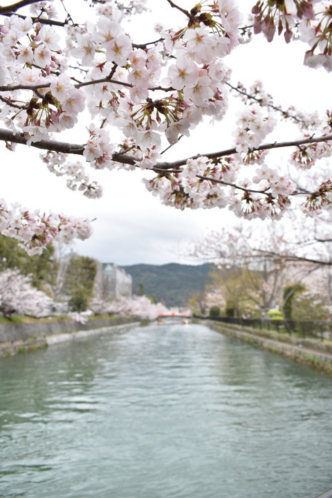 春の京都の名所観光_岡崎疏水と桜並木