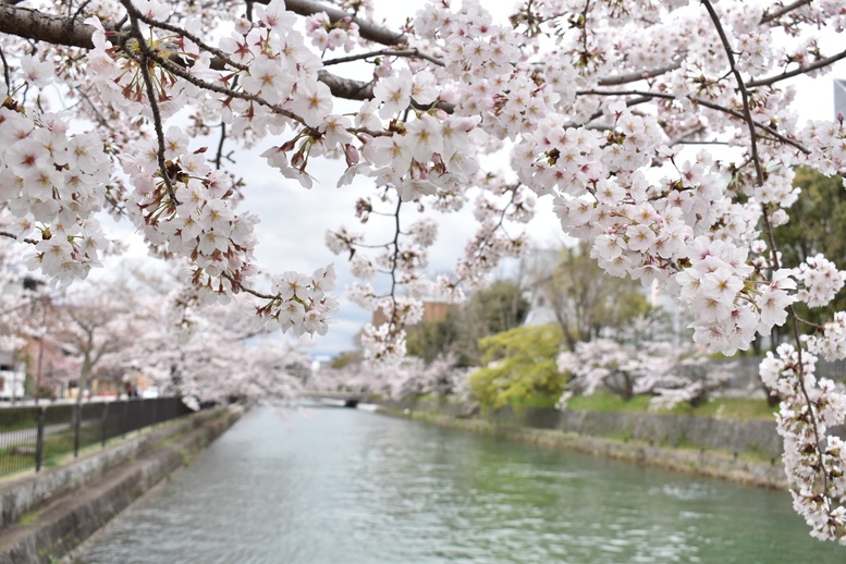 春の京都の名所観光_岡崎疏水と桜並木