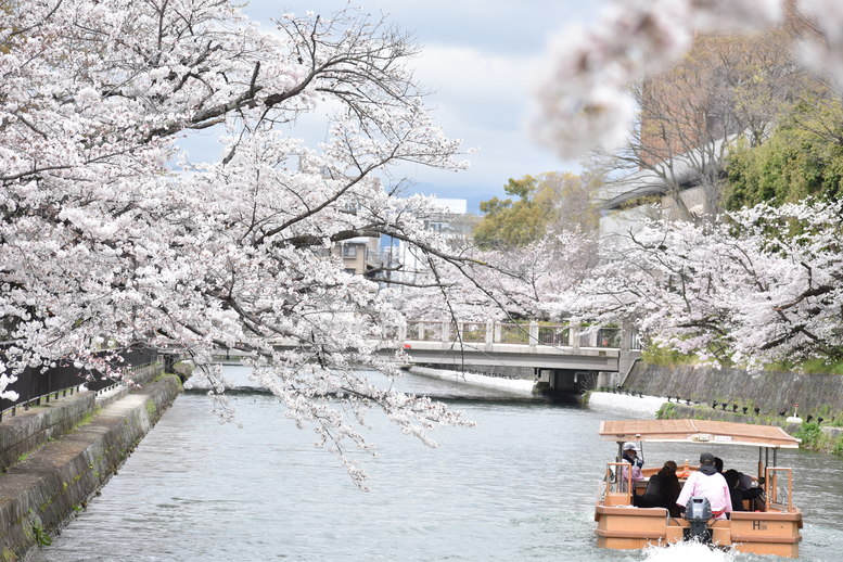 春の京都の見どころ_岡崎疏水_桜並木と十石舟の名所観光