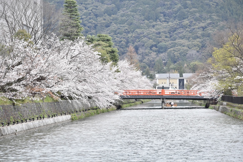 春の京都の名所観光_岡崎疏水と桜並木