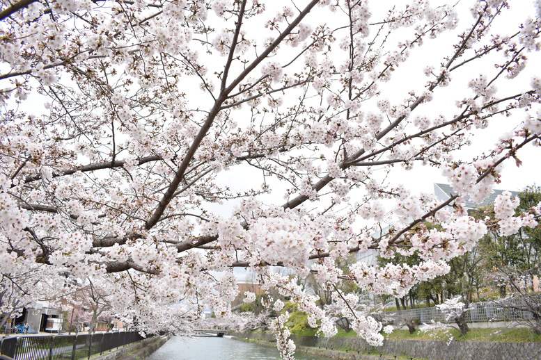 春の京都の名所観光_岡崎疏水と桜並木