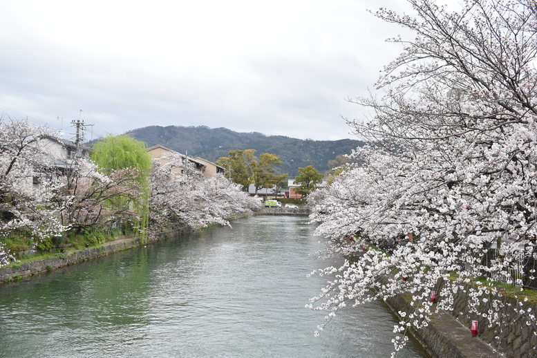 春の京都の名所観光_岡崎疏水と桜並木