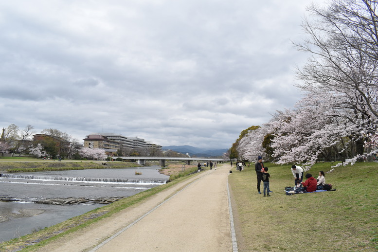 春の京都の見どころ_鴨川サイクリング_桜並木の名所