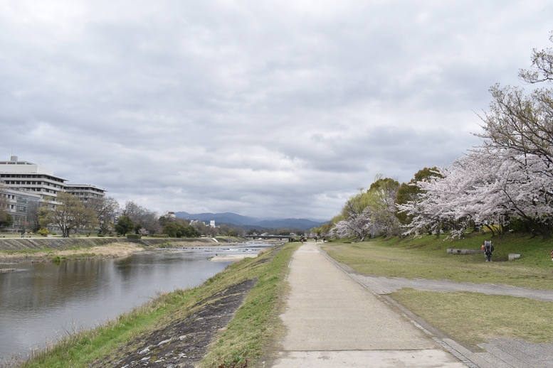 春の京都の見どころ_鴨川サイクリング_桜並木の名所