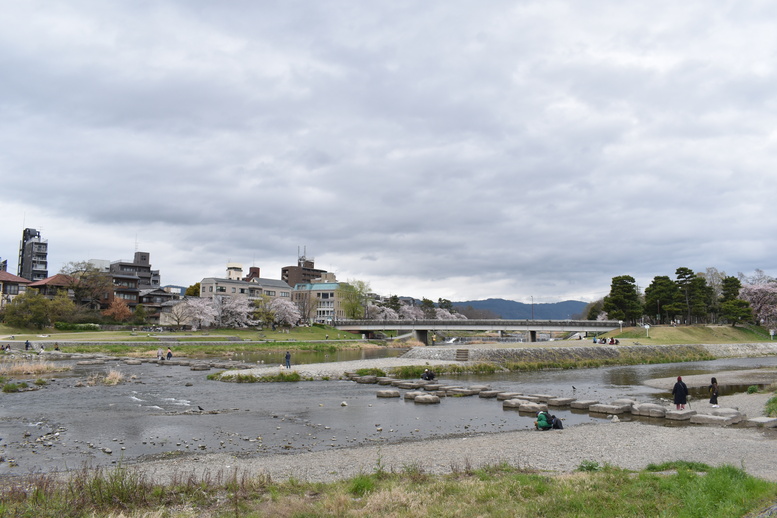 春の京都の見どころ_鴨川サイクリング_鴨川デルタと桜