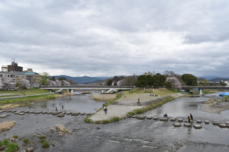 春の京都の見どころ_鴨川サイクリング_鴨川デルタと桜