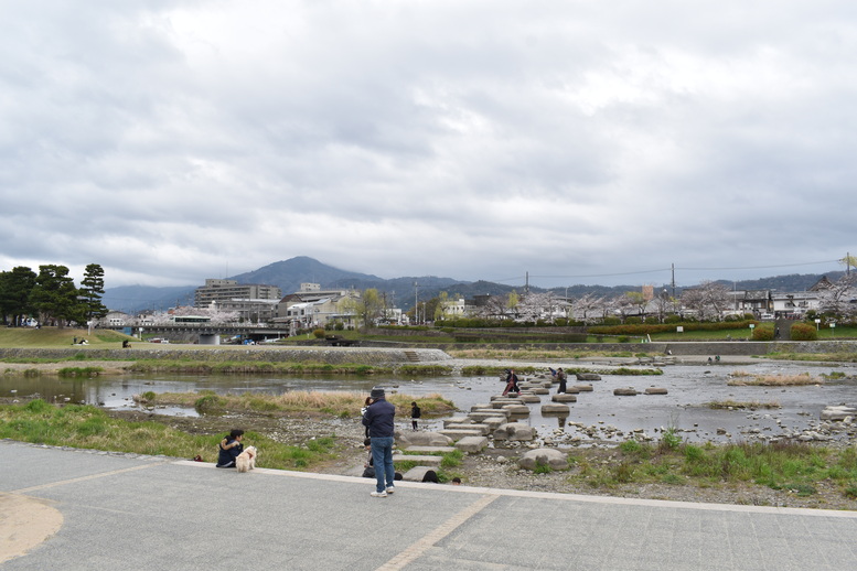 春の京都の見どころ_鴨川サイクリング_鴨川デルタと桜