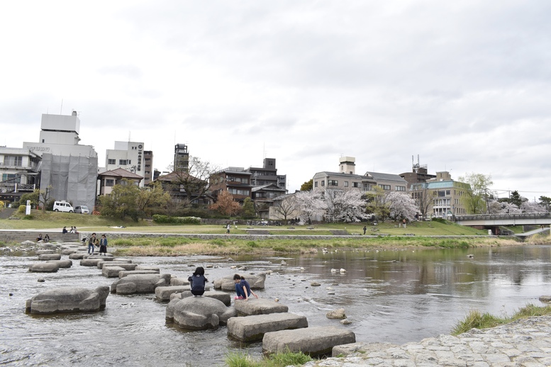 春の京都の見どころ_鴨川サイクリング_鴨川デルタと桜