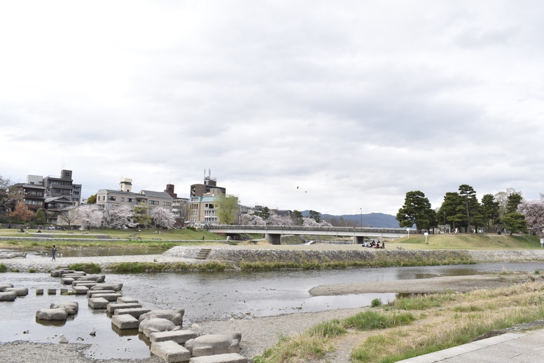 春の京都の見どころ_鴨川サイクリング_鴨川デルタと桜