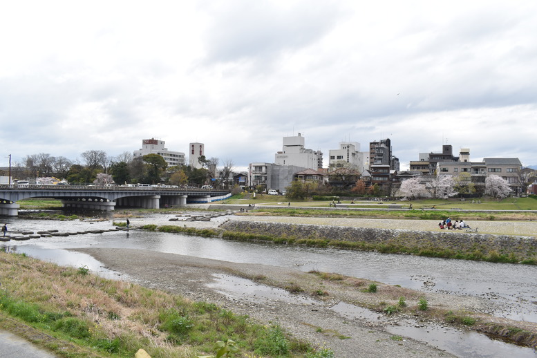 春の京都の見どころ_鴨川サイクリング_鴨川デルタと桜