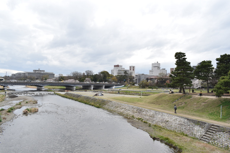 春の京都の見どころ_鴨川サイクリング_鴨川デルタと桜