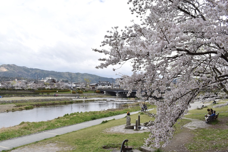 春の京都の見どころ_鴨川サイクリング_鴨川デルタと桜